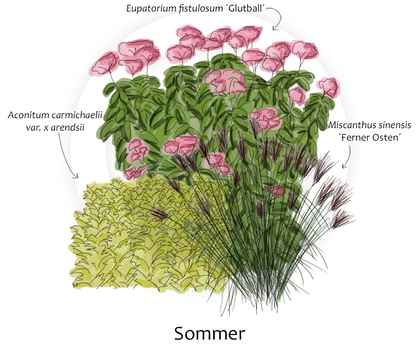 Aconitum, Eupatorium und Miscanthus und Sommer