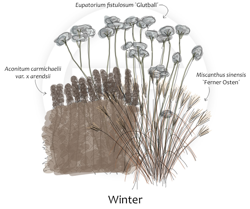 Aconitum, Eupatorium und Miscanthus und Winter