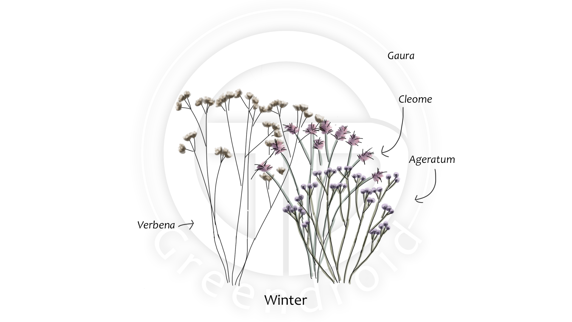 Ageratum, Cleome, Gaura und Verbena im Winter
