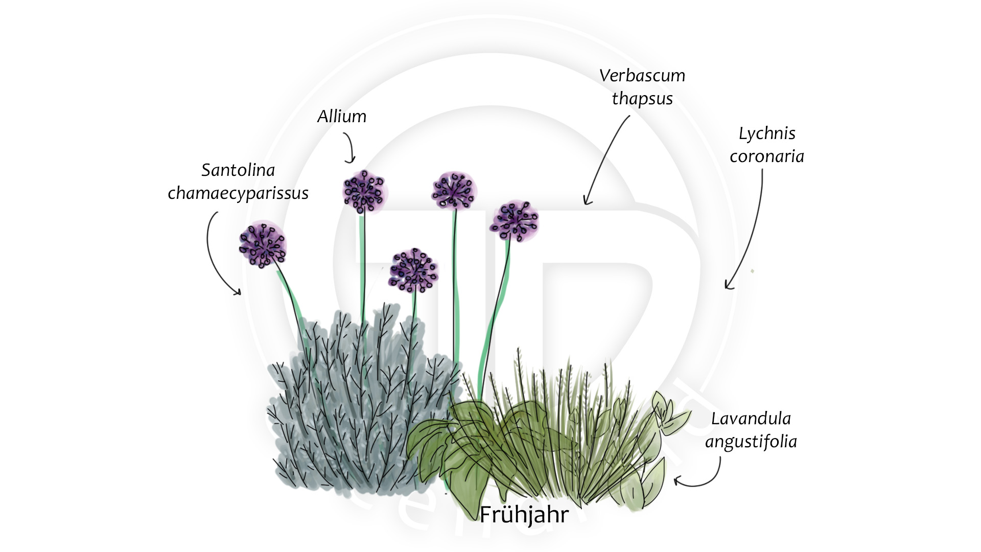 Allium Lavandula Santolina Verbascum Lychnis_Frühjahr