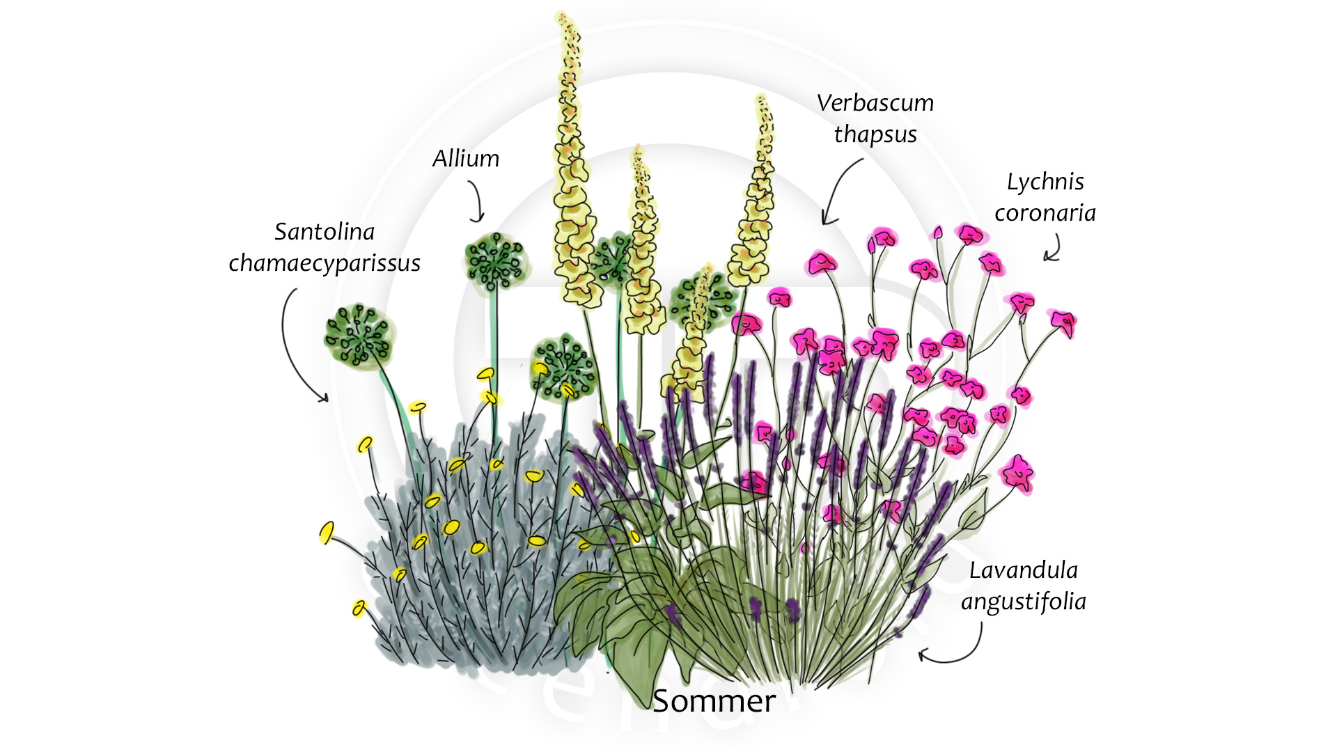 Allium Lavandula Santolina Verbascum Lychnis_Sommer