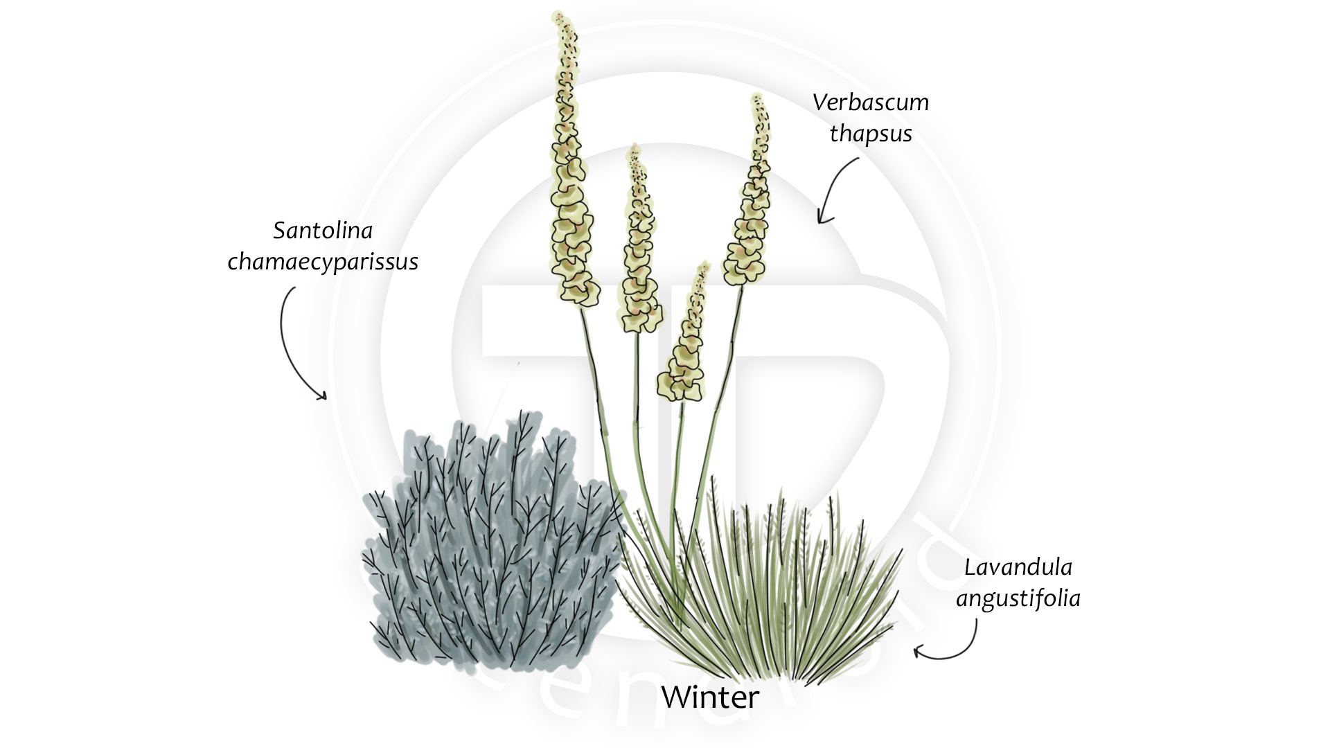 Allium Lavandula Santolina Verbascum Lychnis_Winter