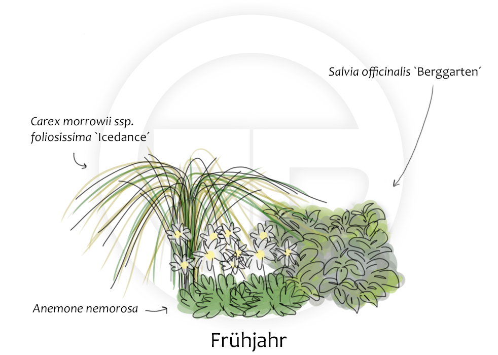 Anemone, Carex und Salvia im Frühjahr