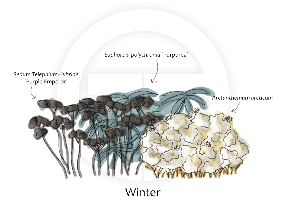 Arctanthemum, Euphorbia und Sedum im Winter