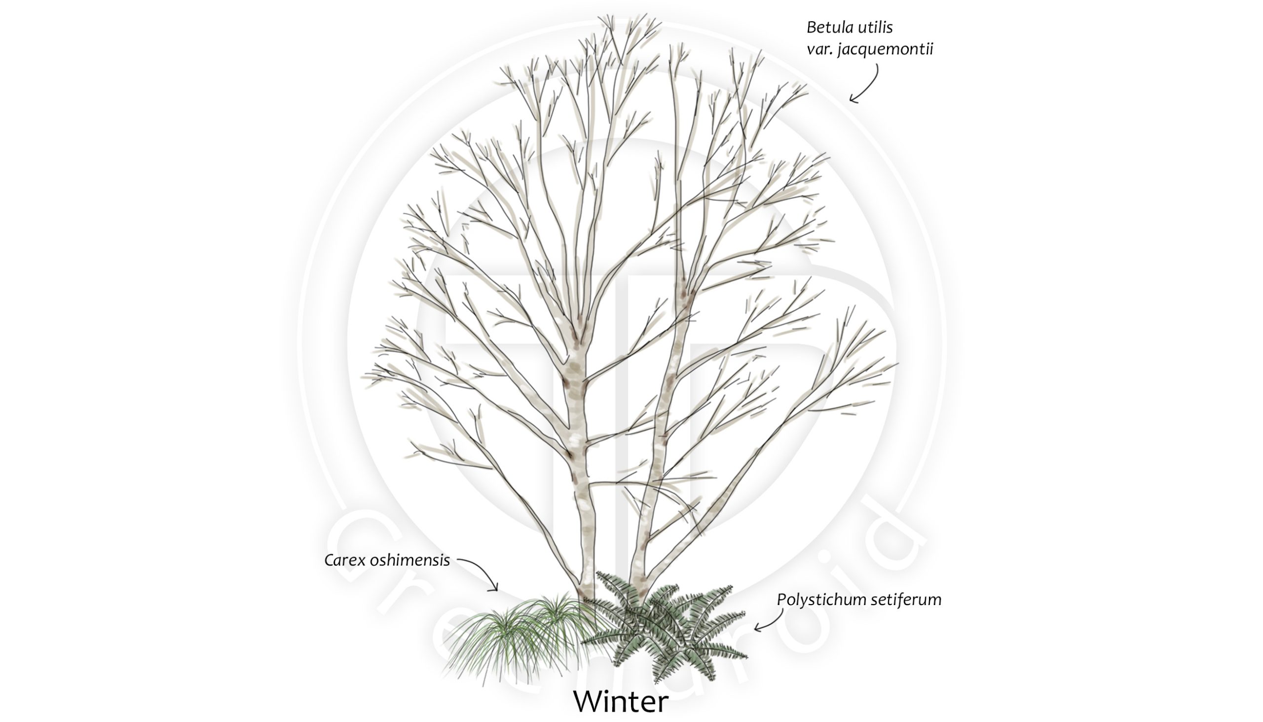 Betula, Carex und Polystichum im Winter