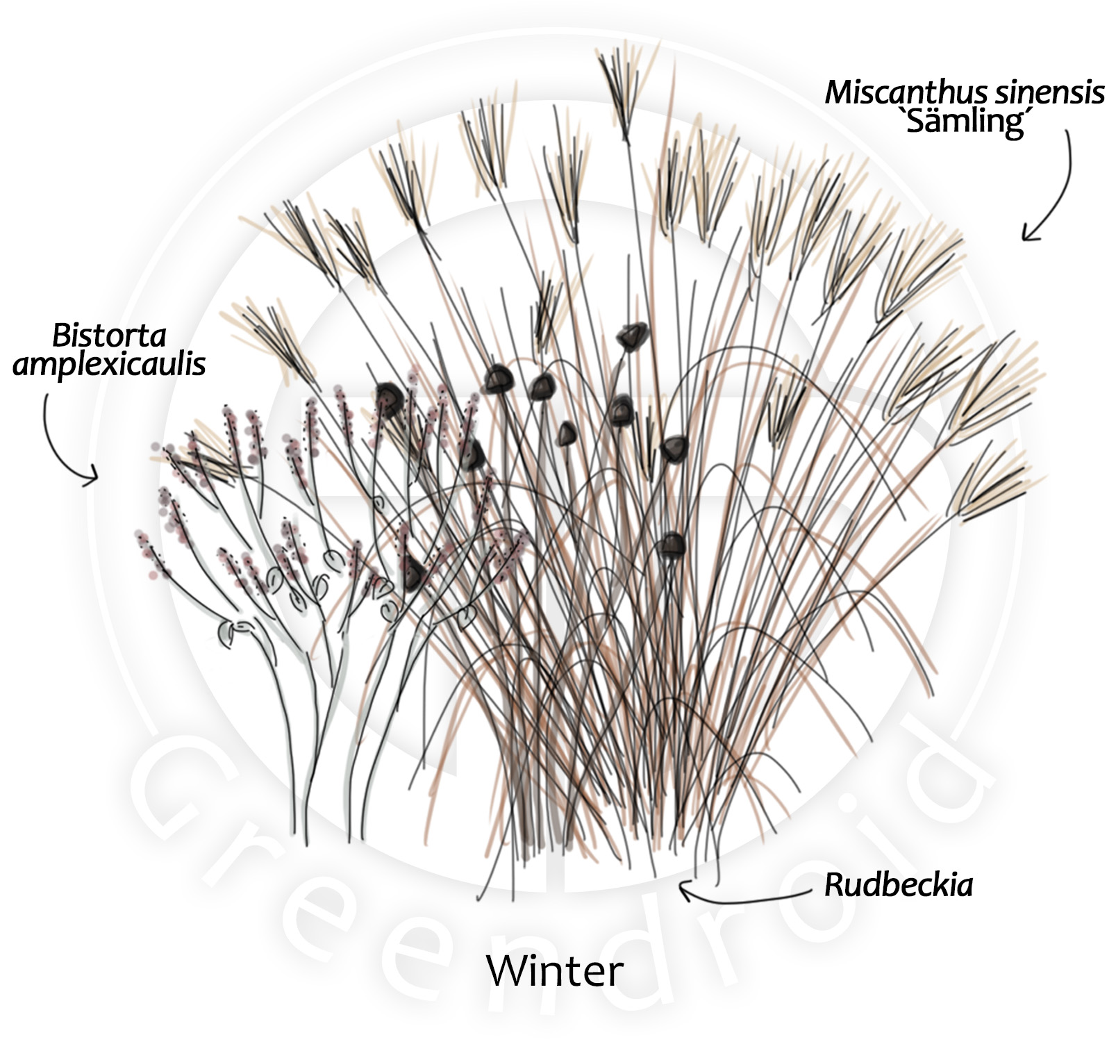 Bistorta, Miscanthus und Rudbeckia im Winter