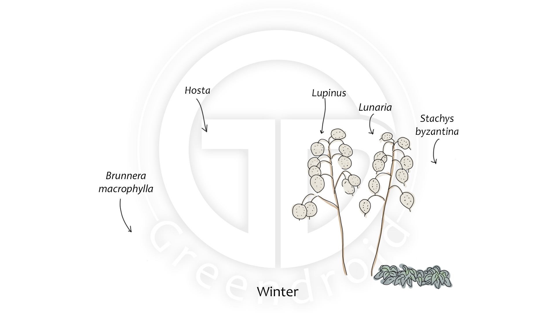 Brunnera, Hosta, Lupinus, Stachys und Luniaria im Winter