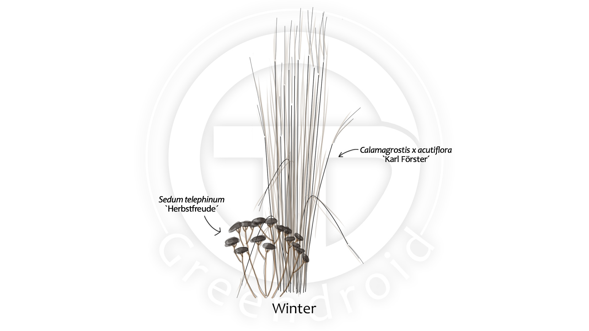Calamagrostis, Nepeta und Sedum im Winter