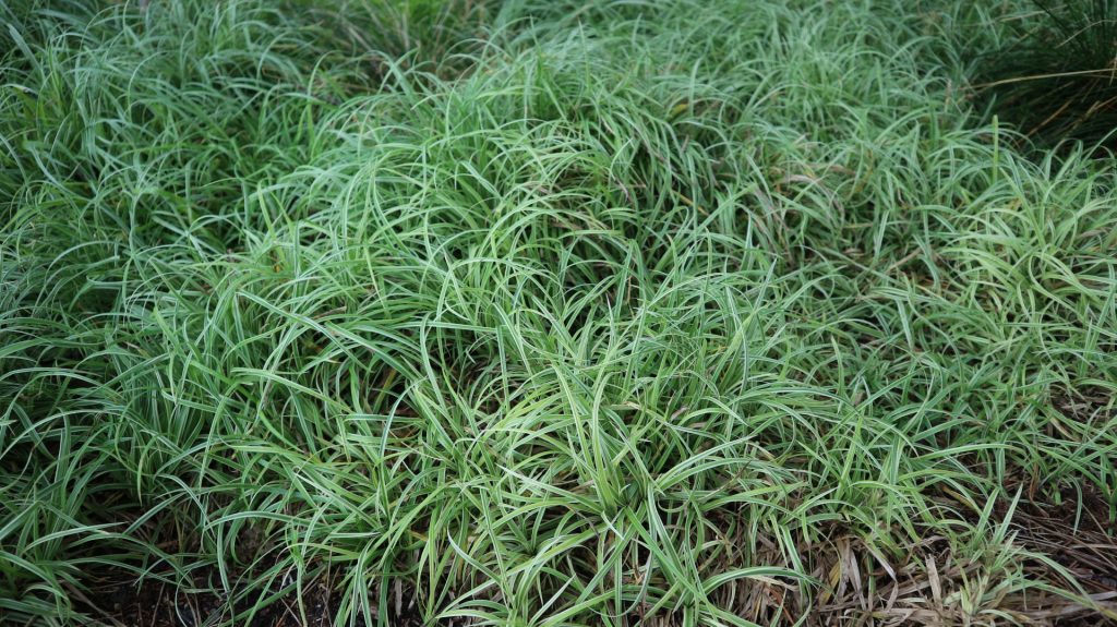 Carex-Hybride 'Silver Sceptre'