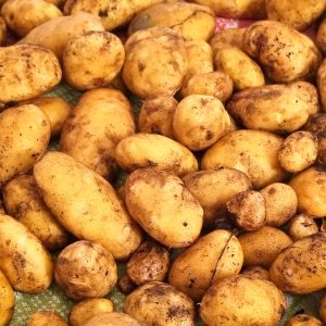 Digitaler Gartenkalender: Kartoffel