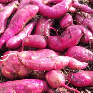 Digitaler Gartenkalender: Süßkartoffel