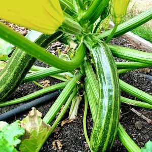 Digitaler Gartenkalender: Zucchini