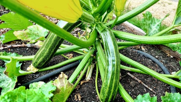 Digitaler Gartenkalender: Zucchini