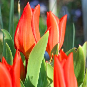 Digitaler Gartenkalender: Tulpen