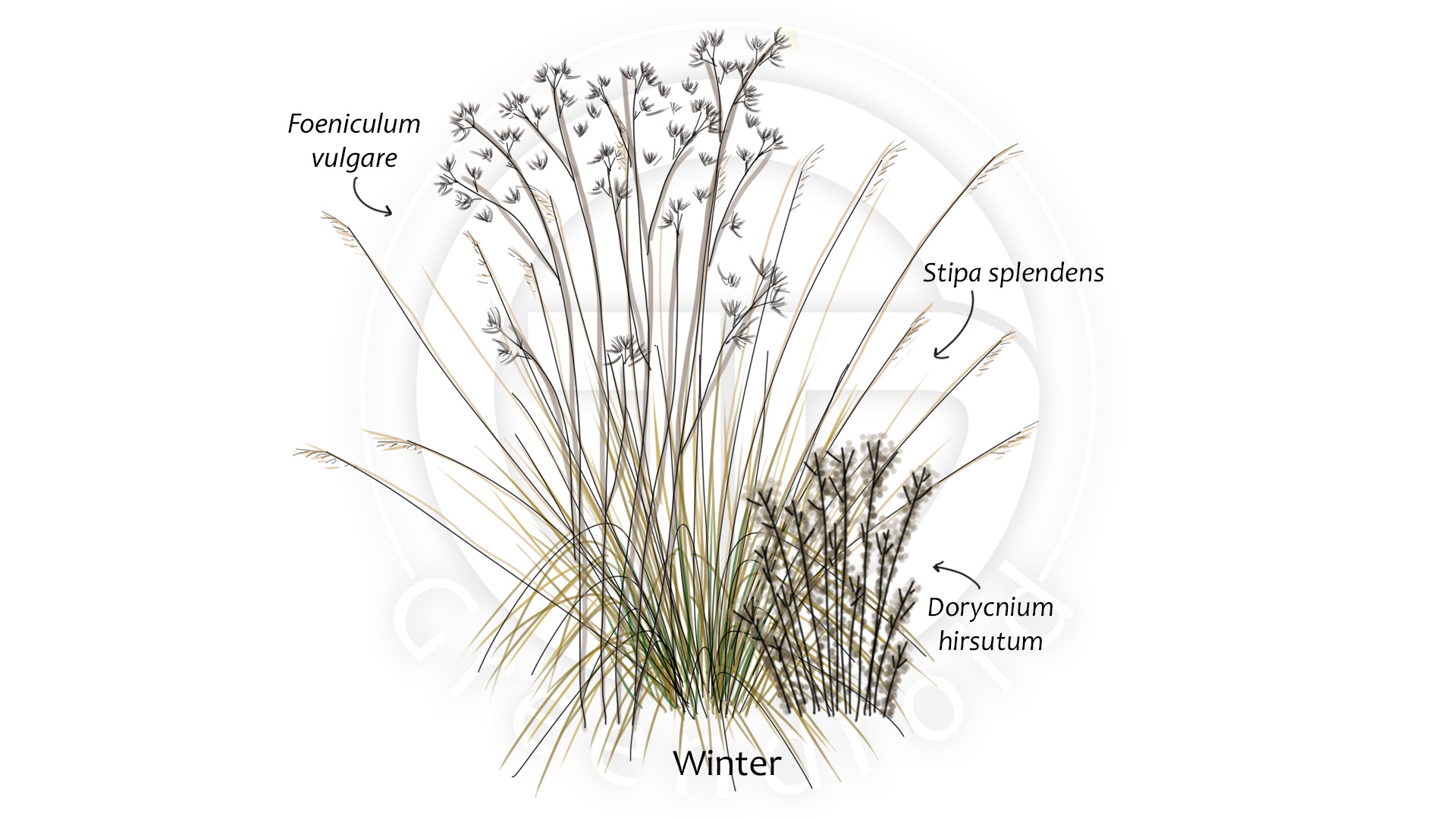 Dorycnium, Stipa und Foeniculum im Winter