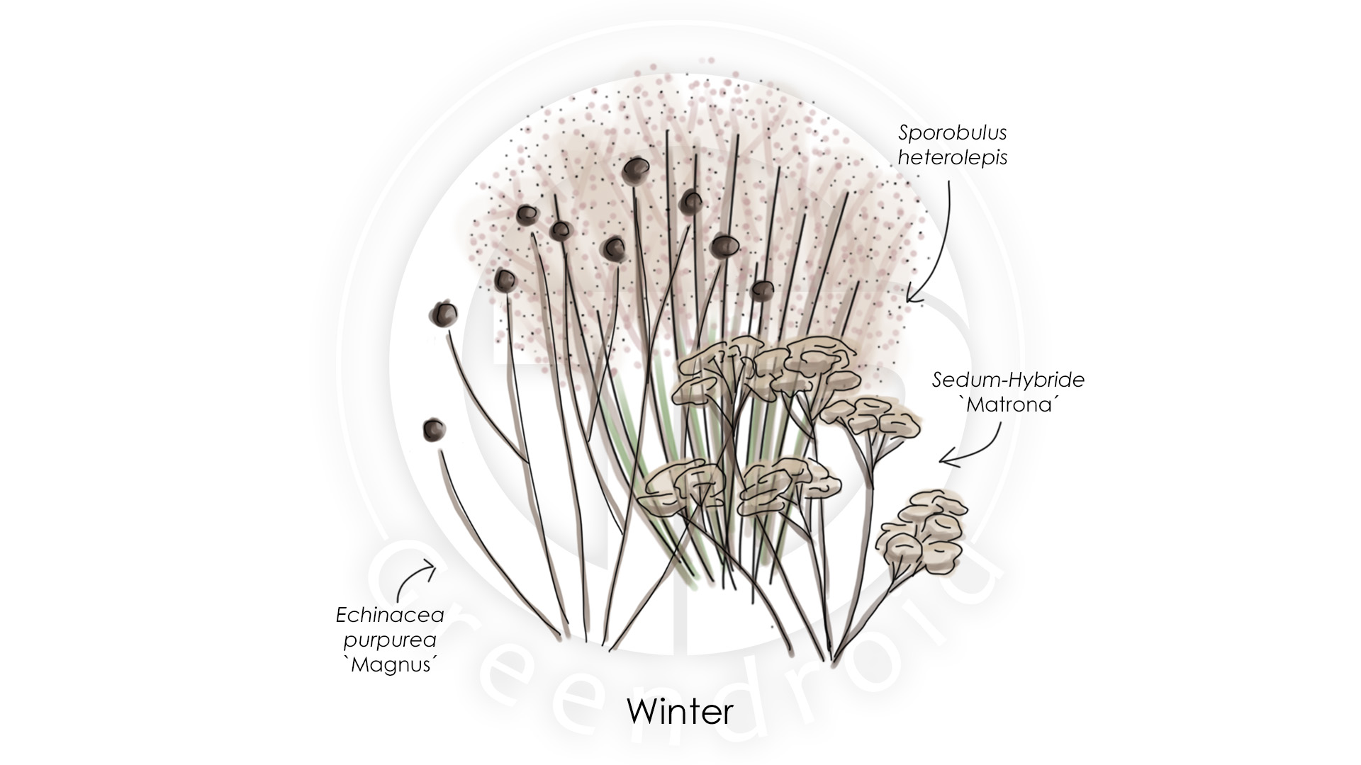 Echinacea, Sporobulus und Sedum im Winter
