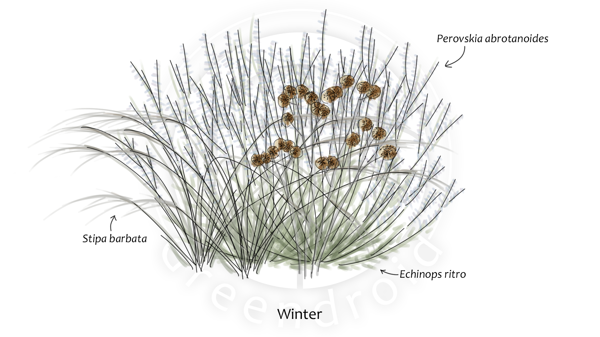 Echinops, Perovskia und Stipa im Winter