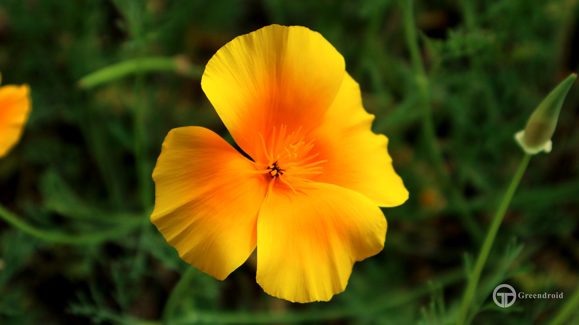 Eschscholzia californica - Blüte