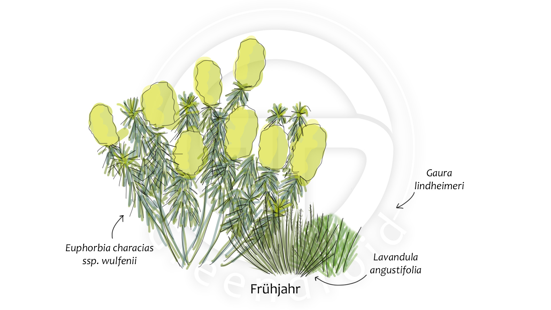 Euphorbia, Gaura und Lavandula im Frühjahr