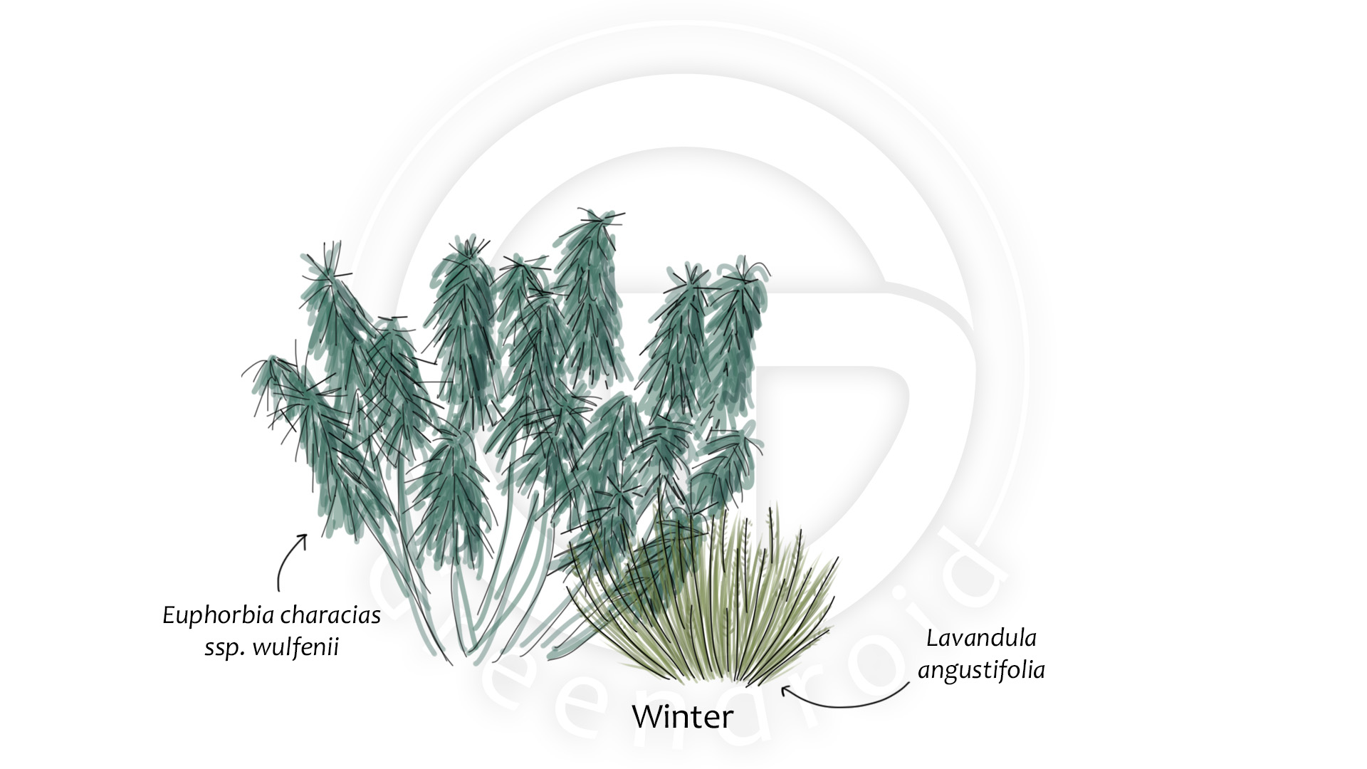 Euphorbia, Gaura und Lavandula im Winter