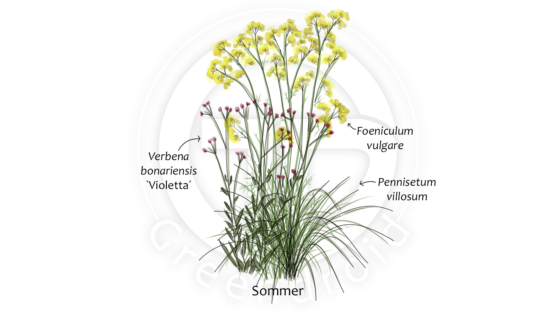 Foeniculum, Pennisetum und Verbena im Sommer