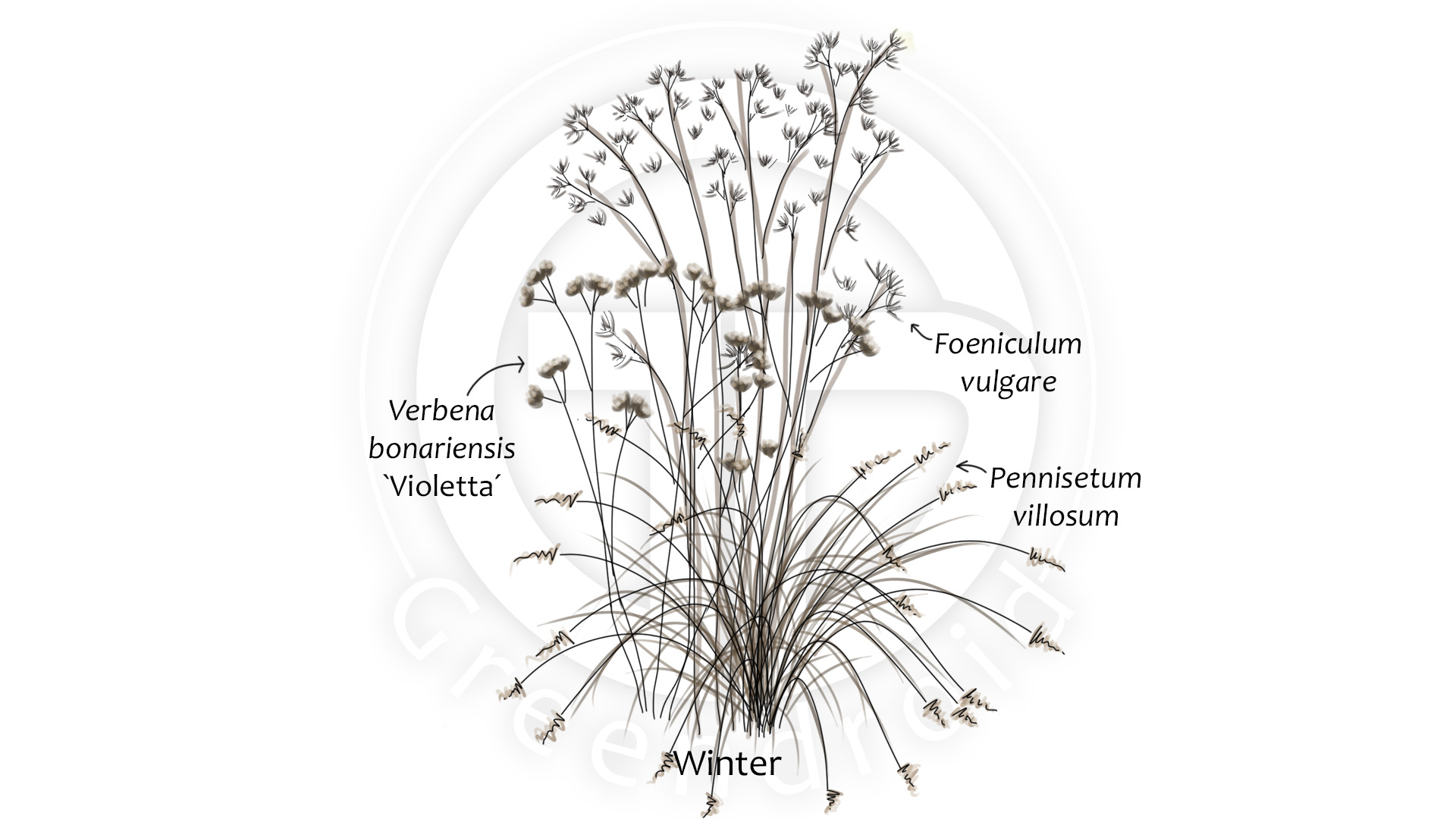 Foeniculum, Pennisetum und Verbena im Winter
