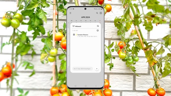 Digitaler Gartenkalender: Tomaten - Tagesansicht