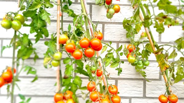 Digitaler Gartenkalender: Tomaten