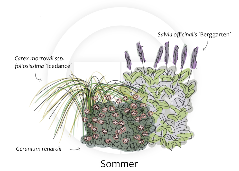 Geranium-Carex-Salvia-Sommer