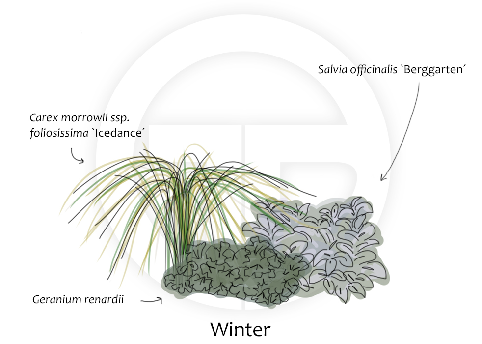 Geranium-Carex-Salvia-Winter