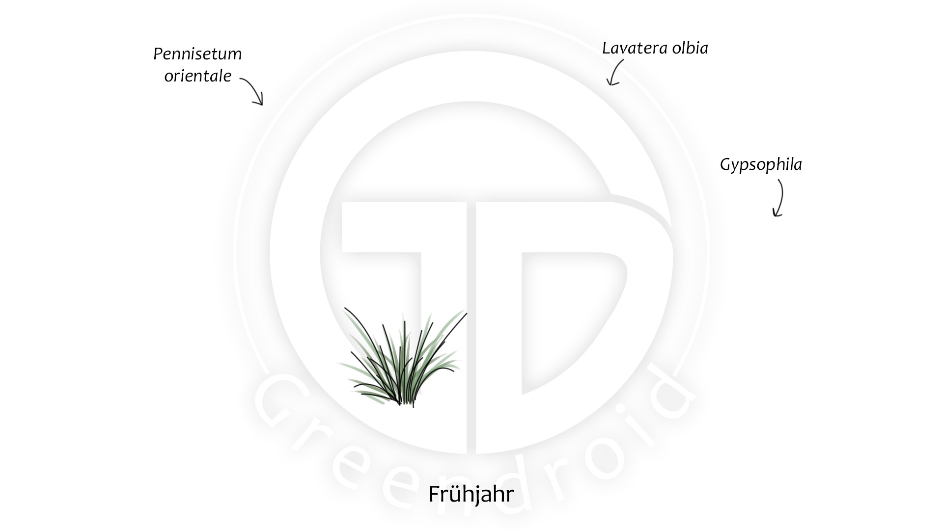 Gypsophila, Lavatera und Pennisetum im Frühjahr