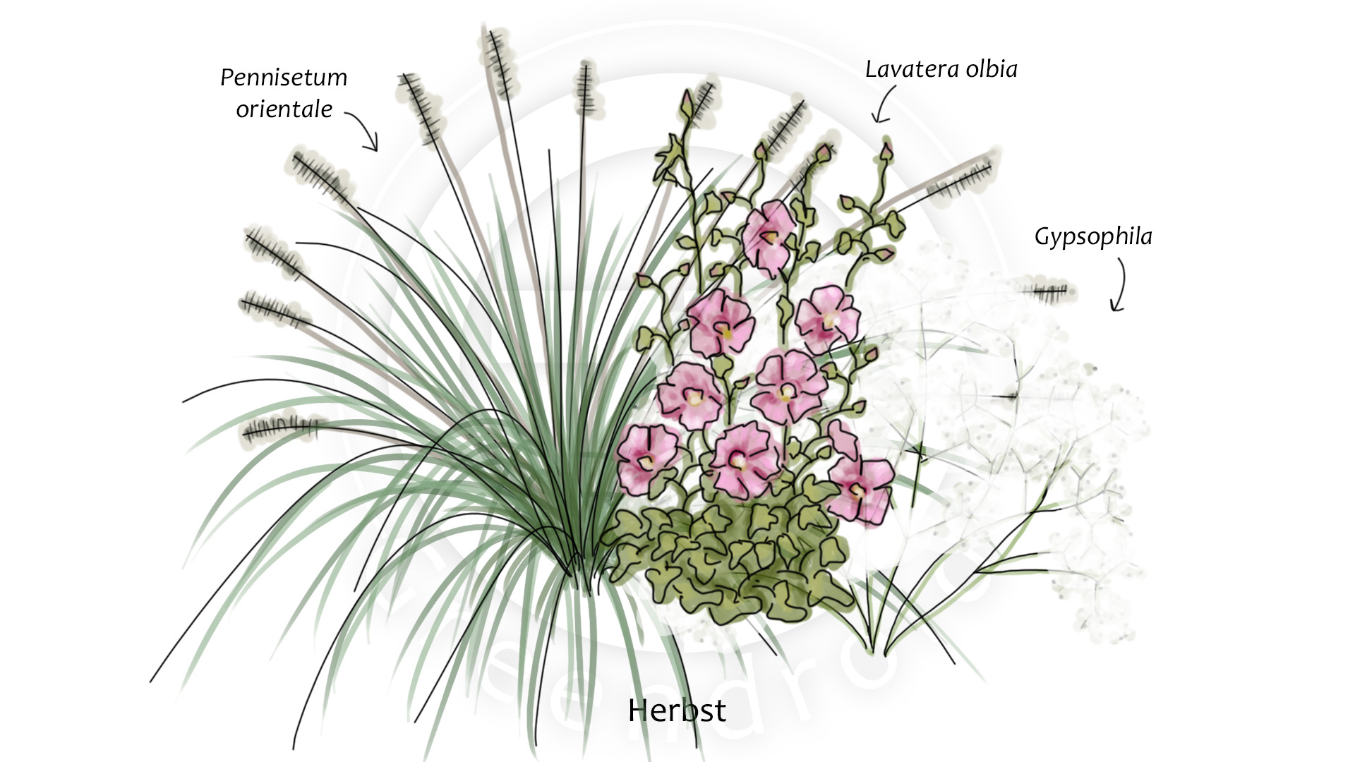 Gypsophila, Lavatera und Pennisetum im Herbst