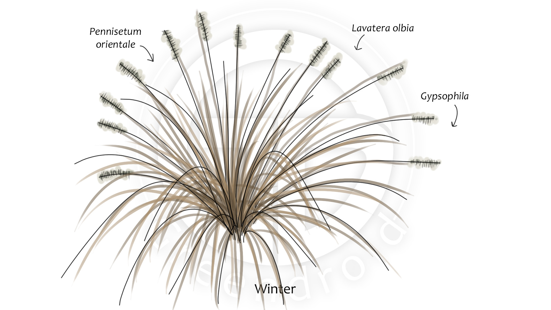 Gypsophila, Lavatera und Pennisetum im Winter