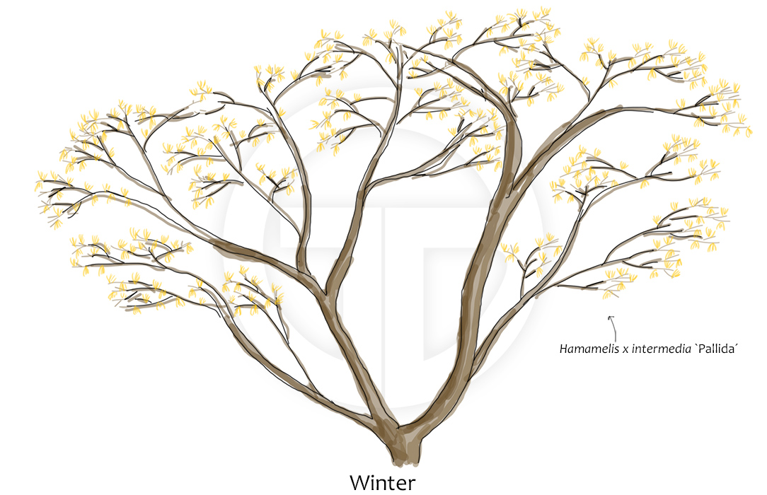 Hamamelis 'Pallida' im Winter
