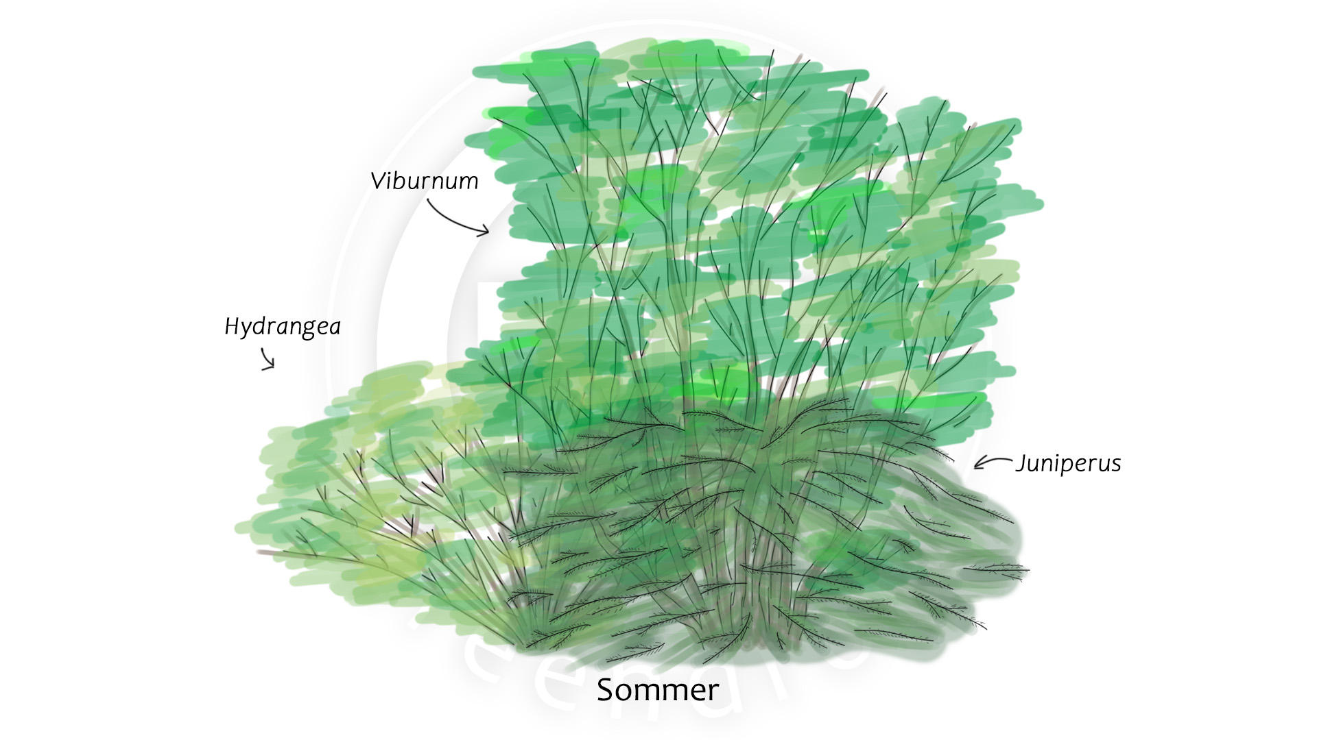 Hybdrangea, Juniperus und Viburnum im Sommer