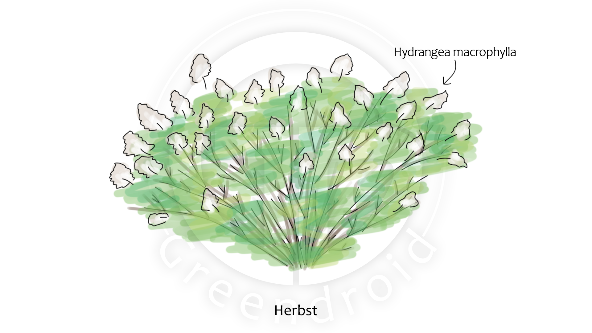 Hydrangea Geophyten Herbst