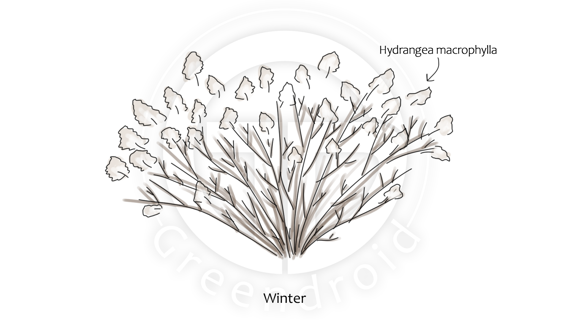 Hydrangea Geophyten Winter