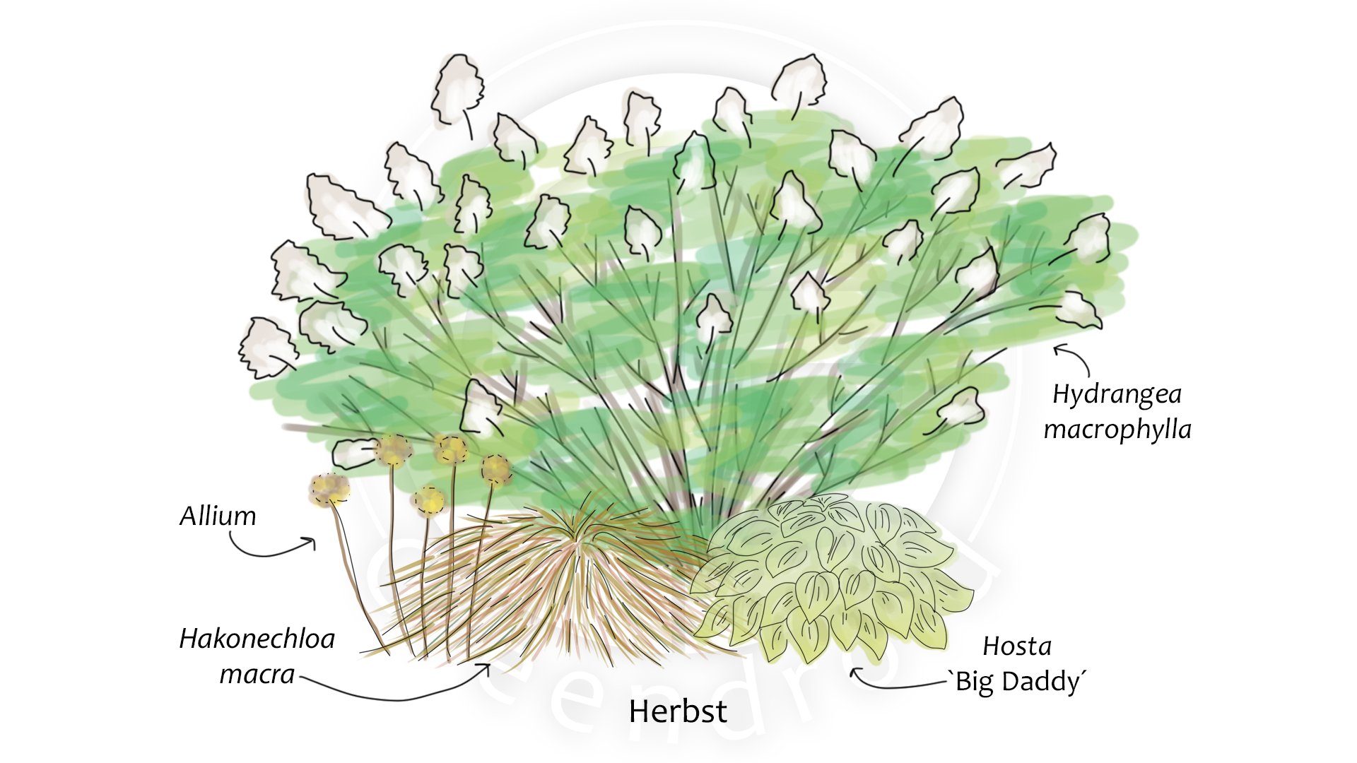 Hydrangea, Hosta und Hakonechloa im Herbst