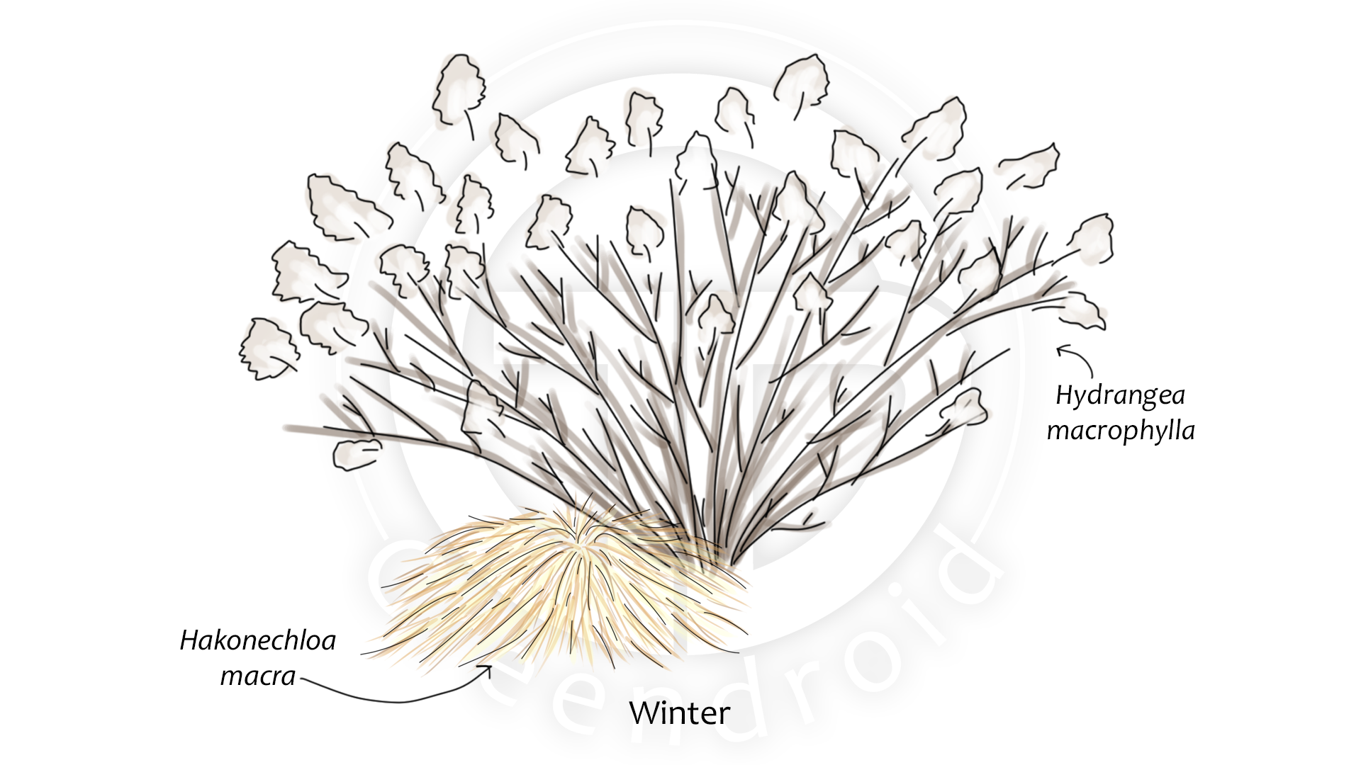 Hydrangea, Hosta und Hakonechloa im Winter