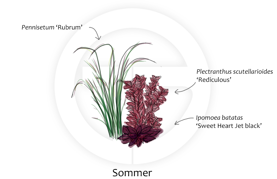 Ipomoea, Pennisetum und Plectranthus im Sommer