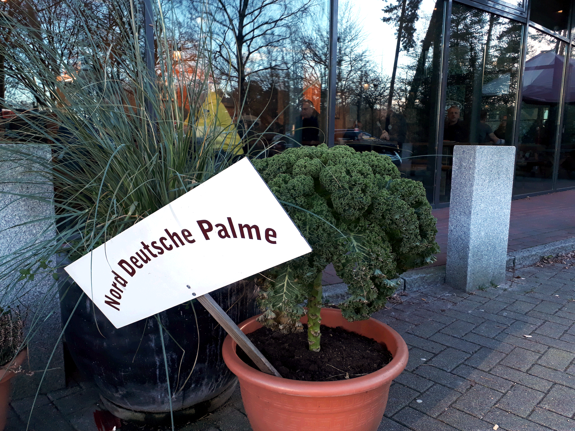 Norddeutsche Palme
