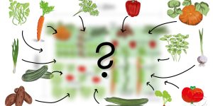 Welches Gemüse wo pflanzen?