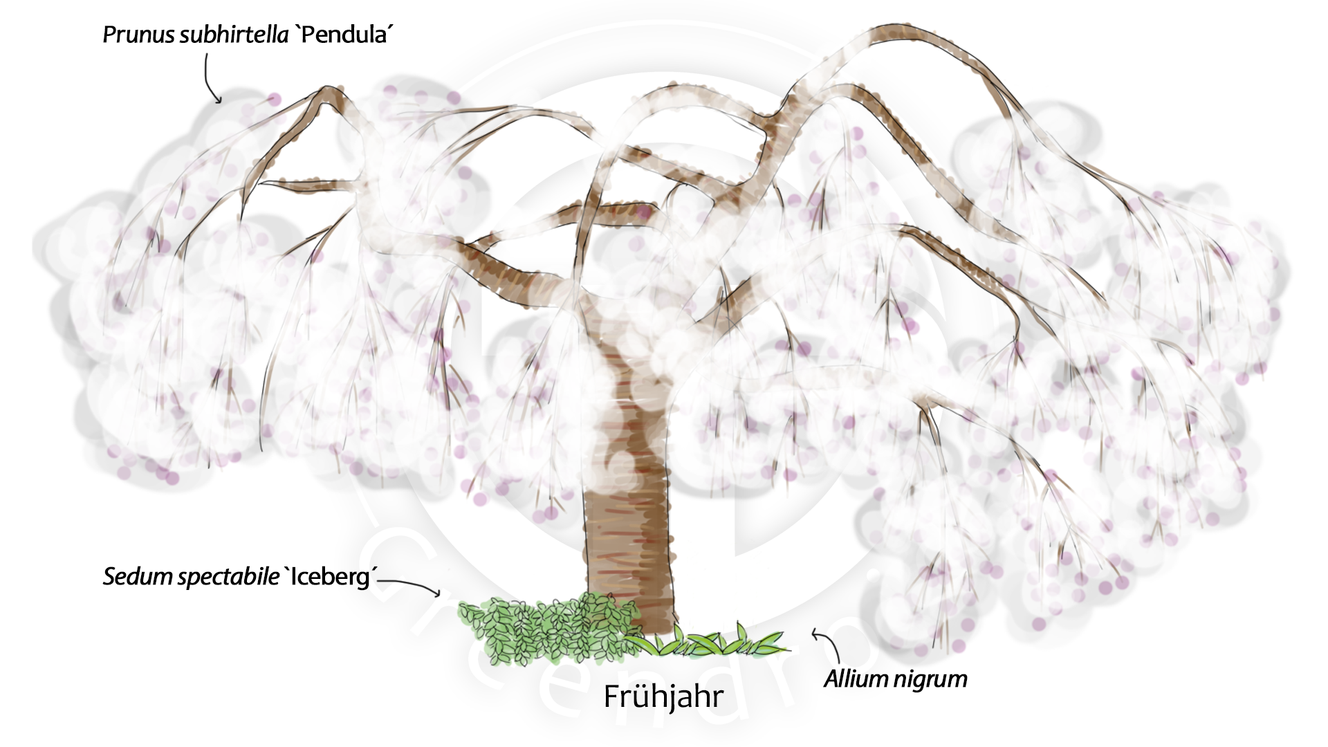 Prunus, Sedum und Allium im Frühjahr