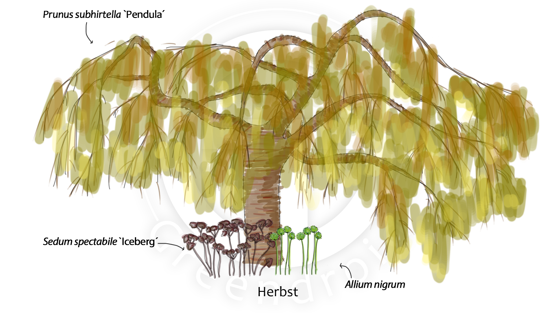 Prunus, Sedum und Allium im Herbst