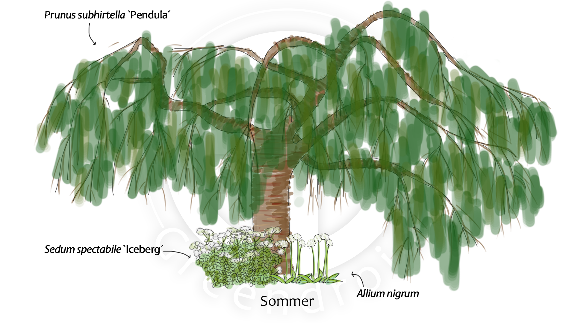 Prunus, Sedum und Allium im Sommer