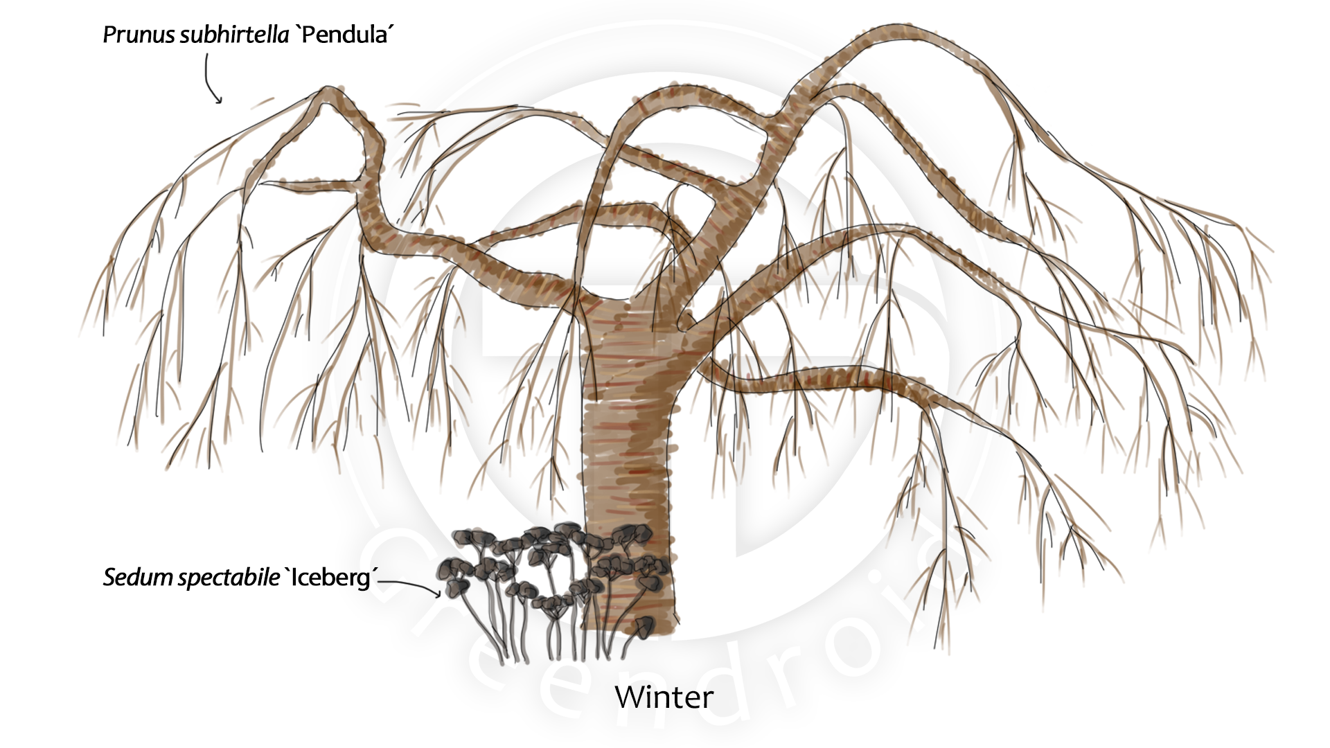 Prunus, Sedum und Allium im Winter