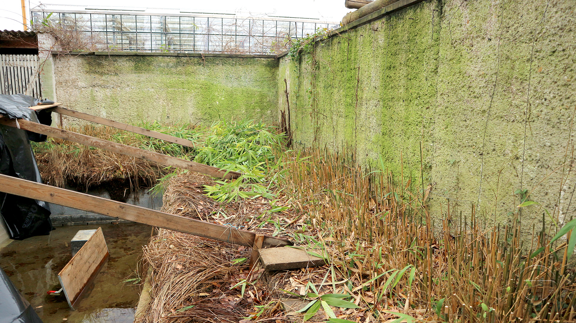 Randbepflanzung mit Bambus entfernen