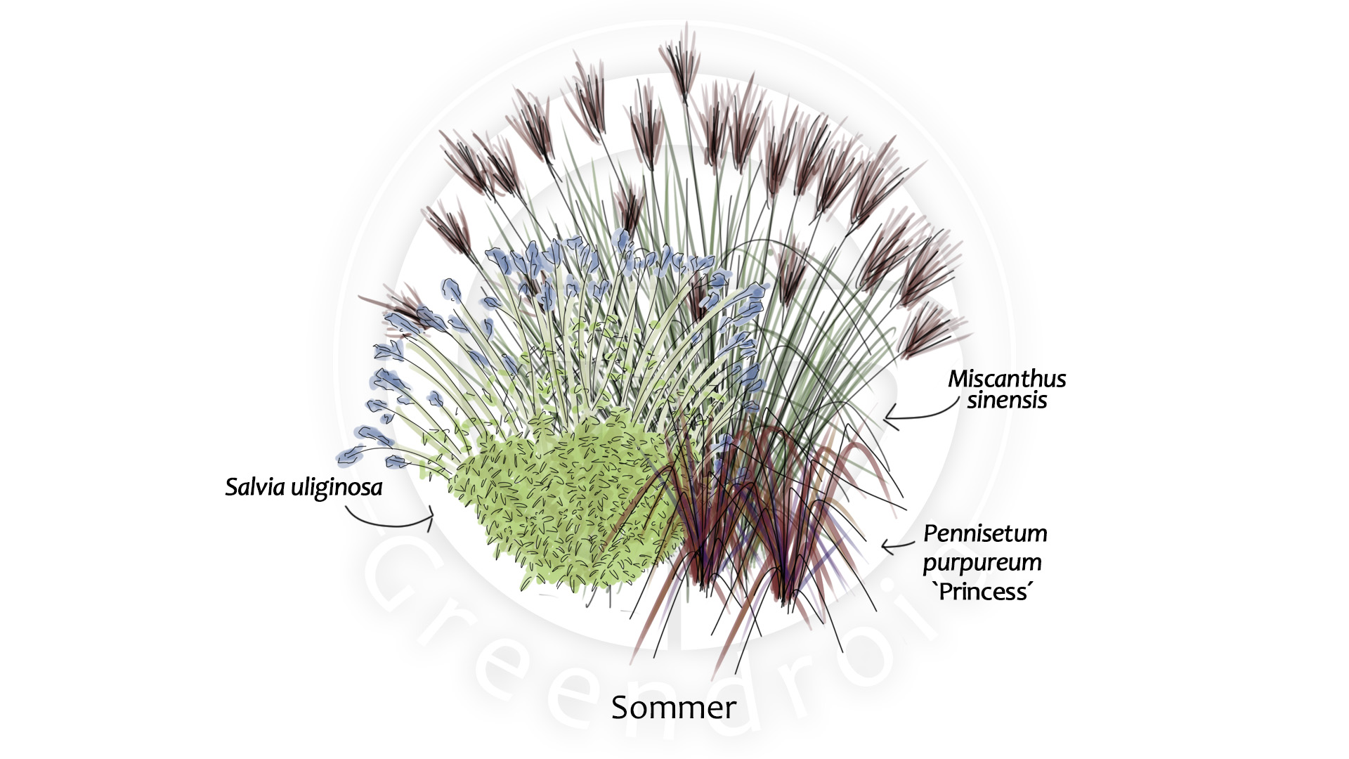 Salvia, Miscanthus und Pennisetum im Sommer