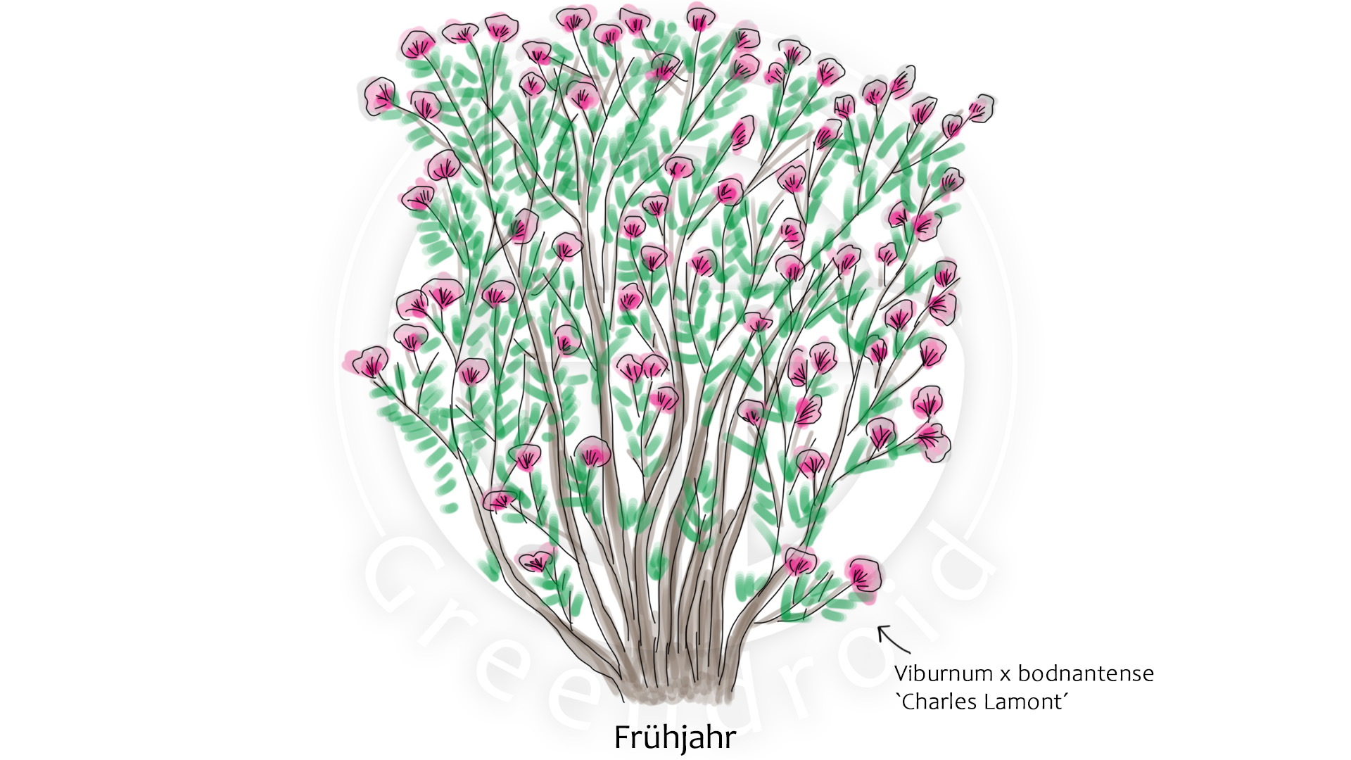 Viburnum x bodnantense 'Charles Lamont´ im Frühjahr