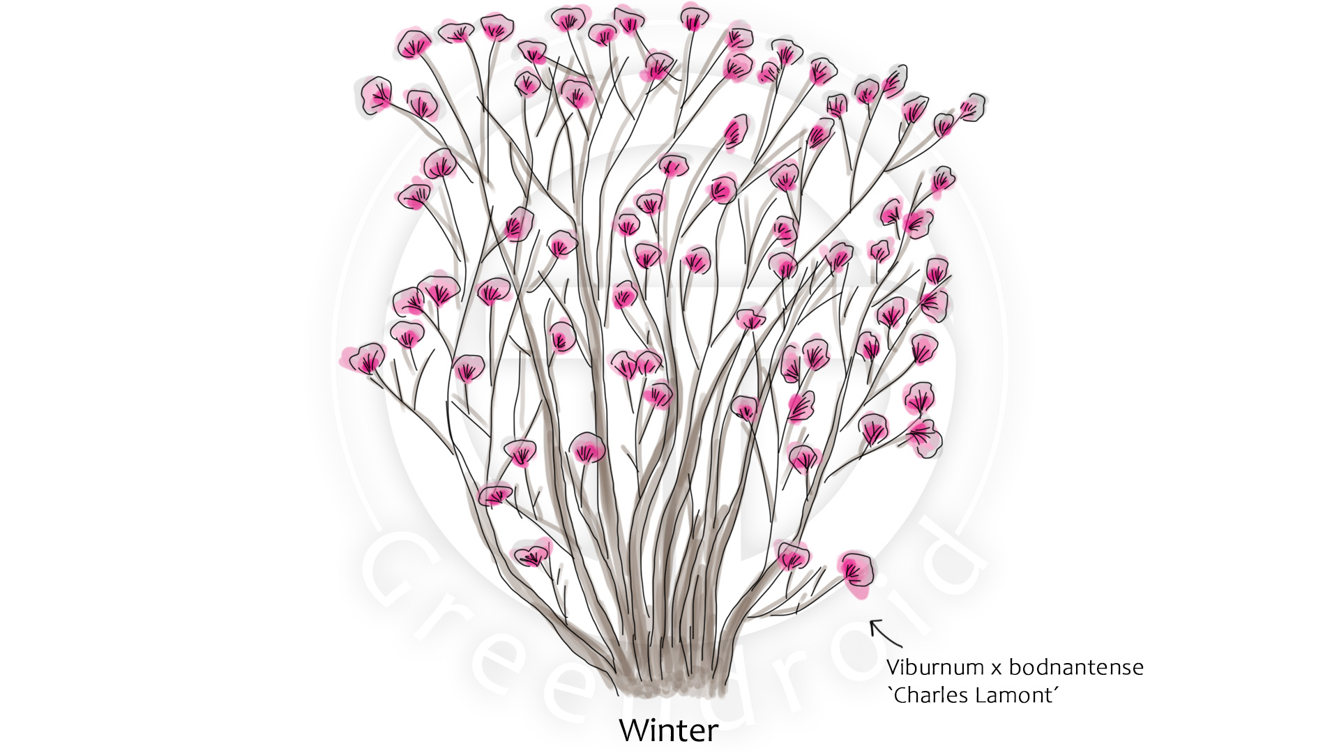 Viburnum x bodnantense 'Charles Lamont´ im Winter